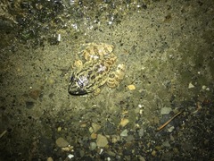 Limnonectes conspicillatus