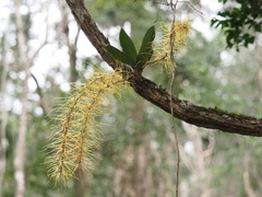 Rhinerrhiza divitiflora