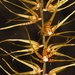Rhinerrhiza divitiflora - Photo (c) grahamcorbin, μερικά δικαιώματα διατηρούνται (CC BY-NC), uploaded by grahamcorbin