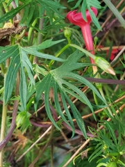 Ipomoea × multifida