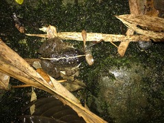 Limnonectes conspicillatus