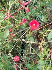 Ipomoea × multifida