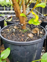 Psilocybe angulospora