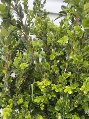 Buxus microphylla