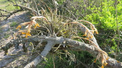 Tillandsia ixioides