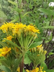 Lasianthaea ceanothifolia