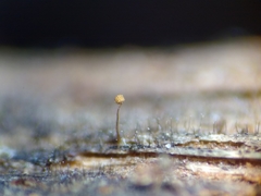 Cribraria microcarpa