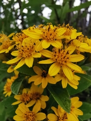 Lasianthaea ceanothifolia