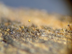 Cribraria microcarpa