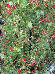 Ipomoea × multifida