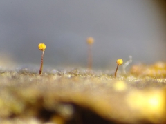 Cribraria microcarpa