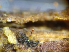 Cribraria microcarpa