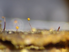 Cribraria microcarpa