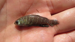 Austrolebias nigripinnis