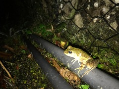 Meristogenys kinabaluensis