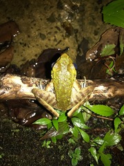 Meristogenys kinabaluensis