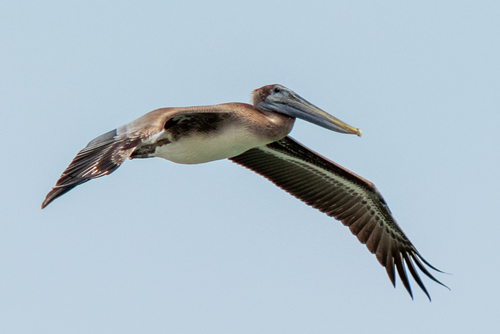 Brown Pelican photographed in Maryland