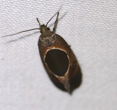 Hoplomorpha abalienella