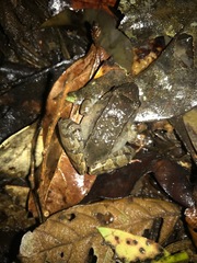 Limnonectes palavanensis