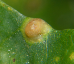 Callirhytis quercusfutilis