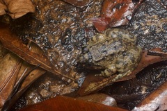 Limnonectes conspicillatus