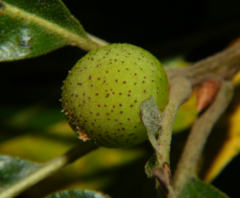 Amphibolips globulus