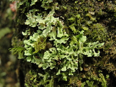 Cladonia ceratophylla