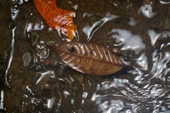 Limnonectes conspicillatus