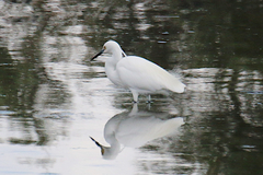 Egretta garzetta nigripes