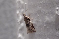 Harmologa amplexana
