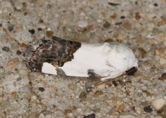 Tarache tetragona