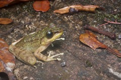 Meristogenys kinabaluensis