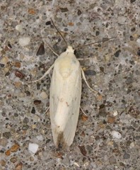 Ponometia tortricina