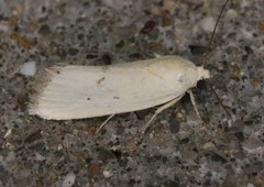 Ponometia tortricina