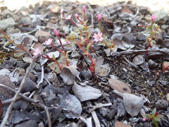 Epilobium minutum