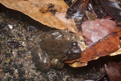 Limnonectes conspicillatus