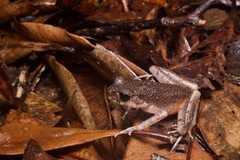 Leptobrachella arayai