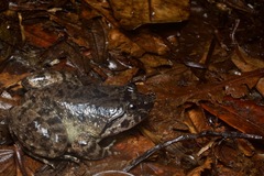 Limnonectes conspicillatus