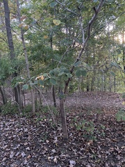 Hamamelis mollis