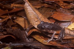 Leptobrachella arayai