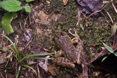 Meristogenys kinabaluensis