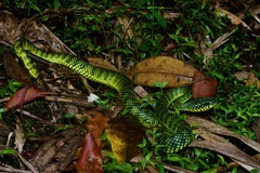 Trimeresurus malcolmi