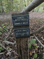 Hamamelis mollis