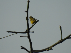 Euphonia trinitatis