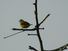 Euphonia trinitatis