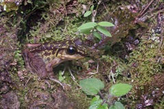 Meristogenys kinabaluensis