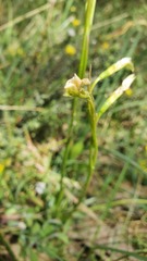 Diuris behrii