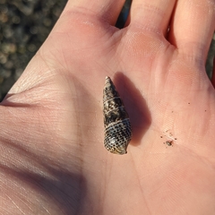 Batillaria attramentaria