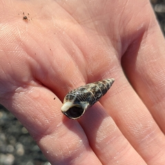 Batillaria attramentaria