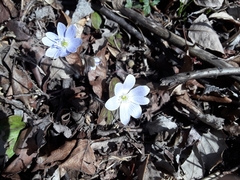 Hepatica americana